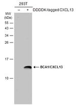 CXCL13 Antibody in Western Blot (WB)