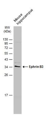 Ephrin B3 Antibody in Western Blot (WB)
