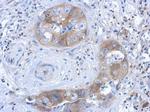 IL1R1 Antibody in Immunohistochemistry (Paraffin) (IHC (P))