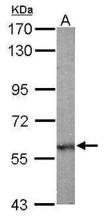 OLFM1 Antibody in Western Blot (WB)