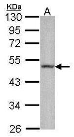 Fibulin 5 Antibody in Western Blot (WB)