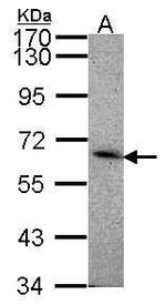 SIGLEC8 Antibody in Western Blot (WB)