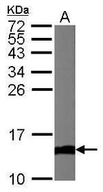 Cytochrome C Antibody in Western Blot (WB)