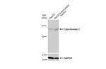 Cytochrome C Antibody in Western Blot (WB)