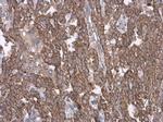 Cytochrome C Antibody in Immunohistochemistry (Paraffin) (IHC (P))