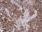 Cytochrome C Antibody in Immunohistochemistry (Paraffin) (IHC (P))