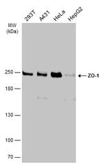 ZO-1 Antibody in Western Blot (WB)