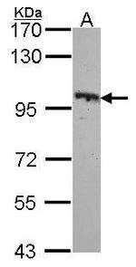 EphB4 Antibody in Western Blot (WB)