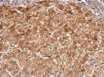 RASGRP2 Antibody in Immunohistochemistry (Paraffin) (IHC (P))