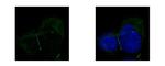 ZO-1 Antibody in Immunocytochemistry (ICC/IF)