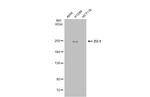 ZO-1 Antibody in Western Blot (WB)