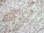 T-bet Antibody in Immunohistochemistry (Paraffin) (IHC (P))