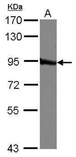 QARS Antibody in Western Blot (WB)