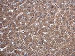 TrxR1 Antibody in Immunohistochemistry (Paraffin) (IHC (P))