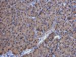 TrxR1 Antibody in Immunohistochemistry (Paraffin) (IHC (P))