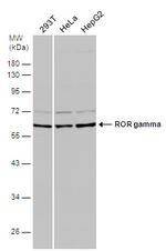 ROR gamma Antibody in Western Blot (WB)