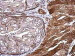 CD146 Antibody in Immunohistochemistry (Paraffin) (IHC (P))