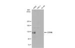 CD146 Antibody in Western Blot (WB)