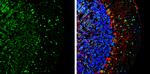 DLX1 Antibody in Immunohistochemistry (Frozen) (IHC (F))