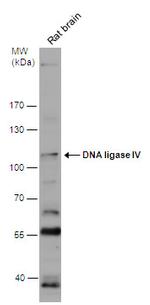 DNA ligase IV Antibody in Western Blot (WB)