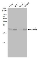 RAP2A Antibody in Western Blot (WB)