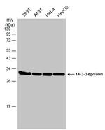 14-3-3 epsilon Antibody in Western Blot (WB)