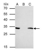 14-3-3 epsilon Antibody in Immunoprecipitation (IP)