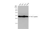 14-3-3 epsilon Antibody in Western Blot (WB)