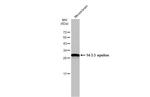 14-3-3 epsilon Antibody in Western Blot (WB)