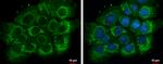 ETHE1 Antibody in Immunocytochemistry (ICC/IF)