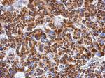 ETHE1 Antibody in Immunohistochemistry (Paraffin) (IHC (P))