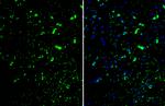 ID2 Antibody in Immunohistochemistry (Frozen) (IHC (F))