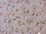 ID2 Antibody in Immunohistochemistry (Paraffin) (IHC (P))