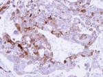 Glutamine Synthetase Antibody in Immunohistochemistry (Paraffin) (IHC (P))