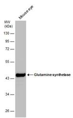 Glutamine Synthetase Antibody in Western Blot (WB)