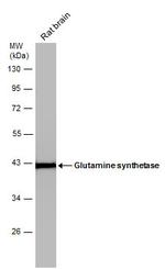 Glutamine Synthetase Antibody in Western Blot (WB)