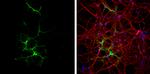 Glutamine Synthetase Antibody in Immunocytochemistry (ICC/IF)