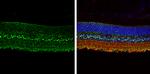 Glutamine Synthetase Antibody in Immunohistochemistry (Paraffin) (IHC (P))