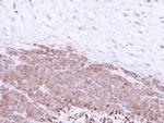 GGH Antibody in Immunohistochemistry (Paraffin) (IHC (P))