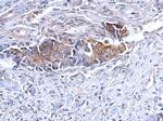 Bcl-10 Antibody in Immunohistochemistry (Paraffin) (IHC (P))