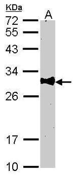 Bcl-10 Antibody in Western Blot (WB)