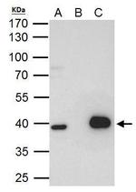 LHX8 Antibody in Immunoprecipitation (IP)