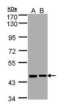 Aprataxin Antibody in Western Blot (WB)