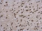 Aprataxin Antibody in Immunohistochemistry (Paraffin) (IHC (P))