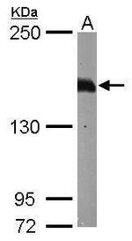 Caspr2 Antibody in Western Blot (WB)