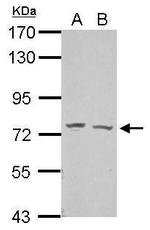 GRHL2 Antibody in Western Blot (WB)