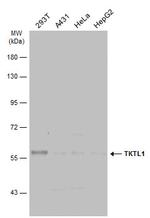 TKTL1 Antibody in Western Blot (WB)