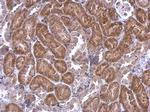 SCAP Antibody in Immunohistochemistry (Paraffin) (IHC (P))