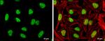 NFYA Antibody in Immunocytochemistry (ICC/IF)