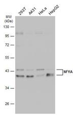 NFYA Antibody in Western Blot (WB)